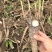 优质改良白芍芽，白芍苗浦棒，产量高耐旱包成活技术指导