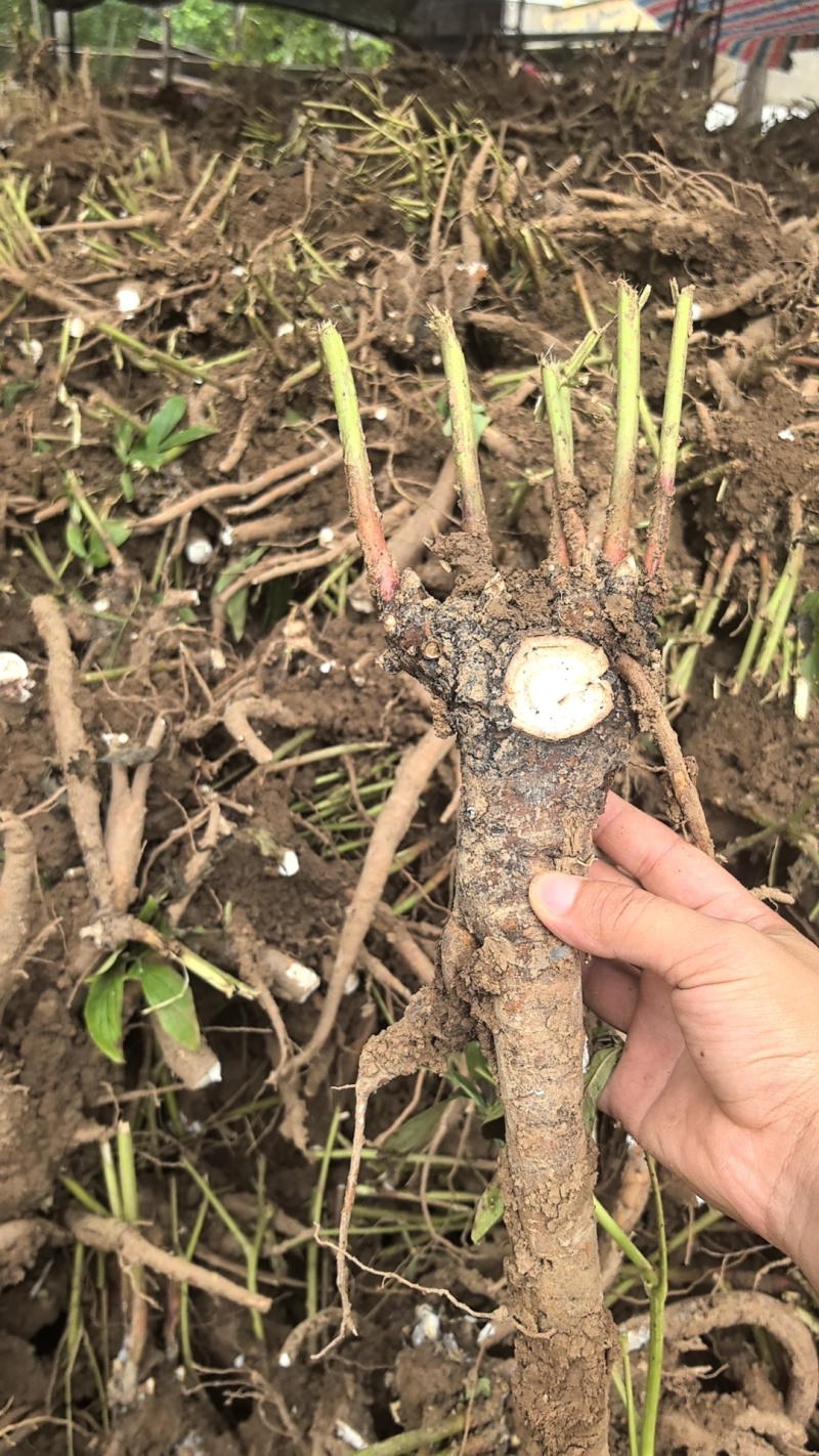 优质改良白芍芽，白芍苗浦棒，产量高耐旱包成活技术指导