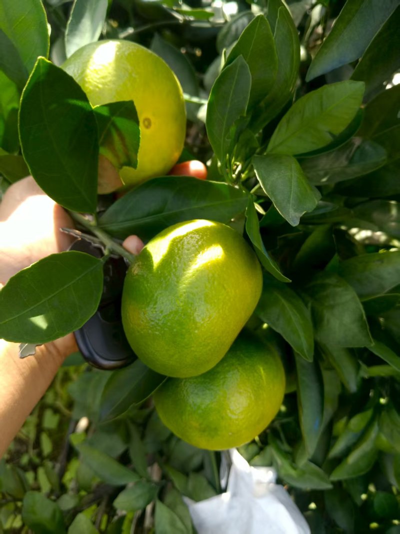 蜜橘湖南蜜橘特早蜜桔普早蜜橘，金秋砂糖橘