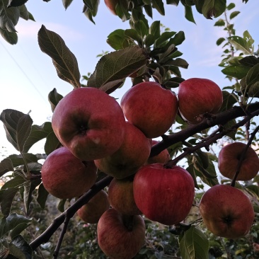 正宗昭通红露苹果🍎！“高原苹果🍎：脆到掉渣，甜到心