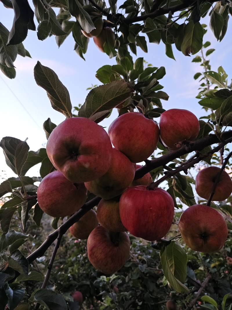 正宗昭通红露苹果🍎！“高原苹果🍎：脆到掉渣，甜到心