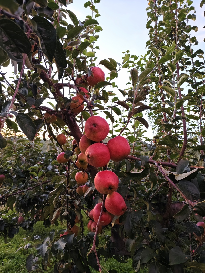 正宗昭通红露苹果🍎！“高原苹果🍎：脆到掉渣，甜到心