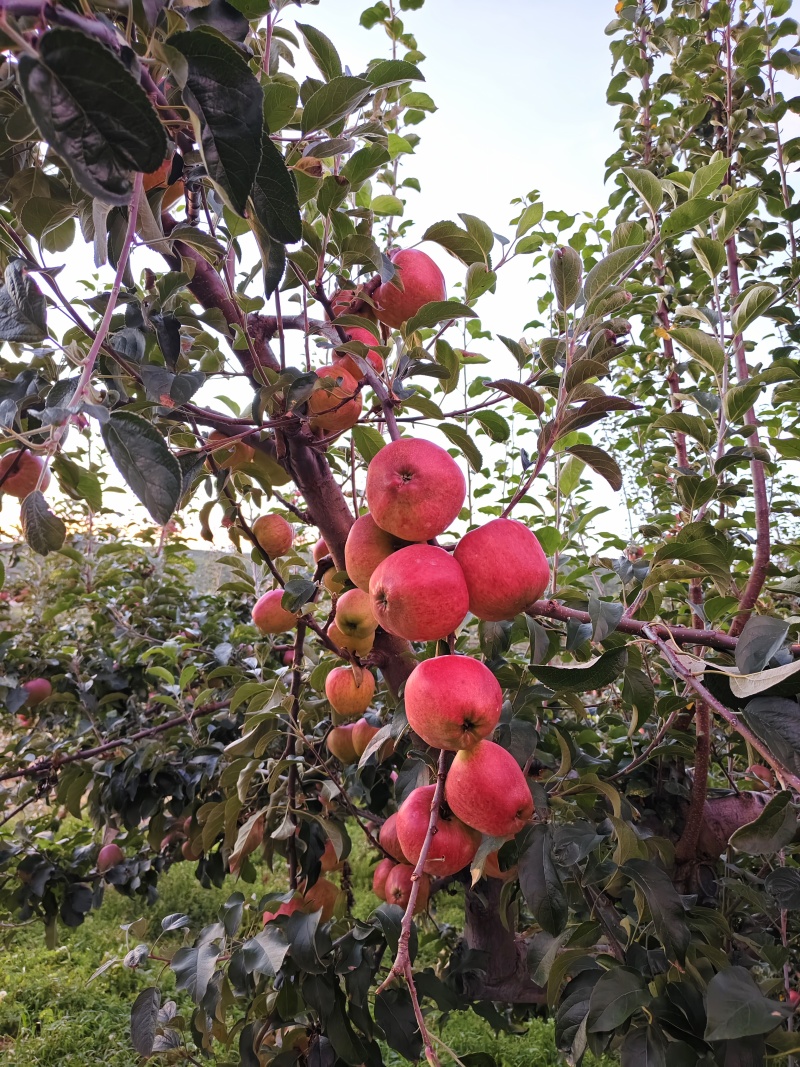 正宗昭通红露苹果🍎！“高原苹果🍎：脆到掉渣，甜到心