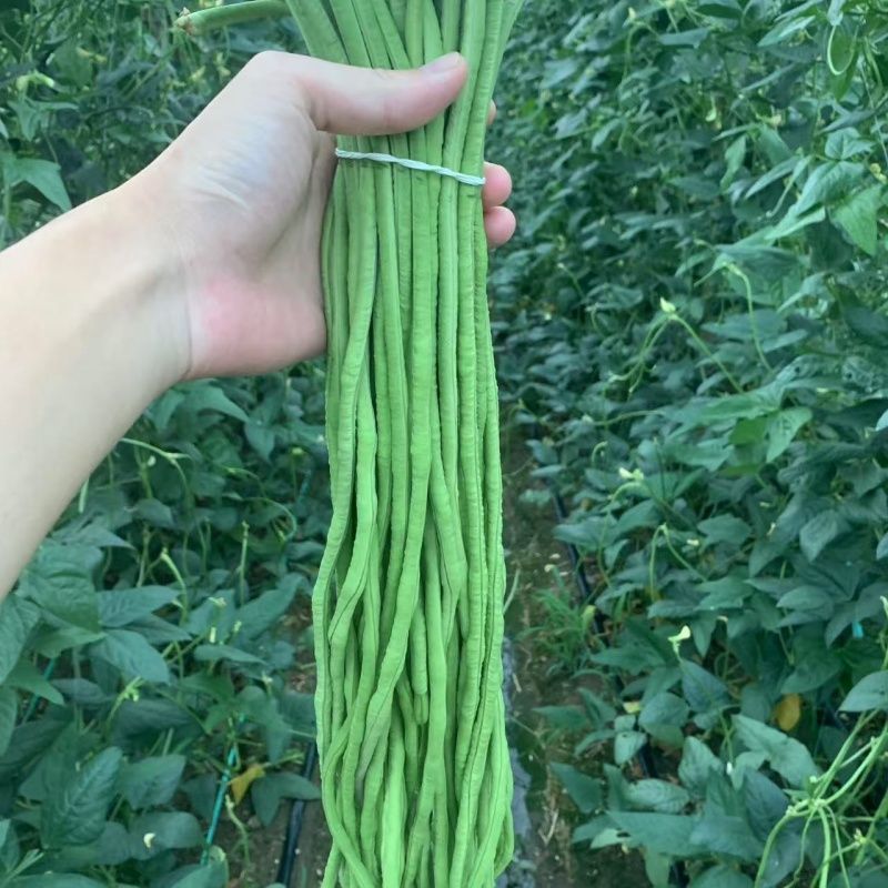 杭研翠龙豇豆种子翠绿型长豆角条荚顺直粗细均匀无鼓籽豆