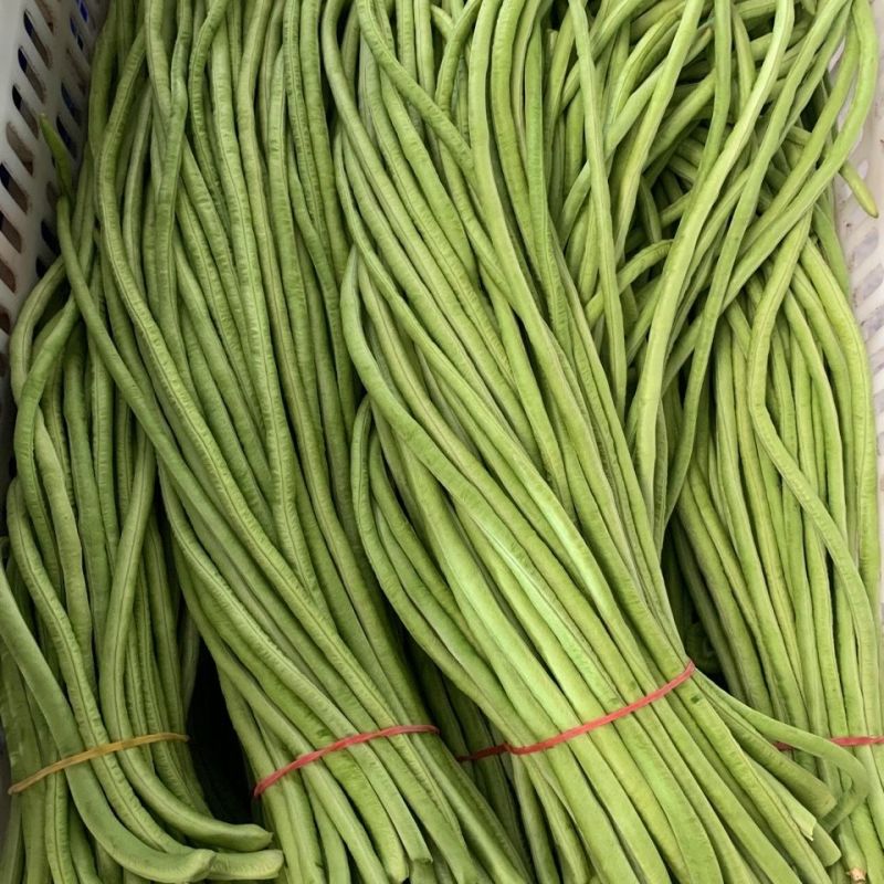 杭研翠龙豇豆种子翠绿型长豆角条荚顺直粗细均匀无鼓籽豆