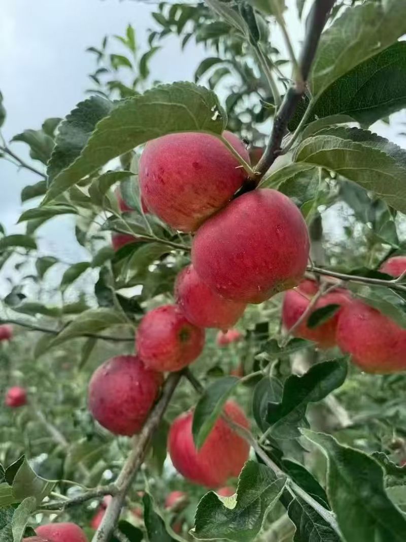 正宗昭通红露苹果🍎！“高原苹果🍎：脆到掉渣，甜到心