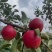 正宗昭通红露苹果🍎！“高原苹果🍎：脆到掉渣，甜到心