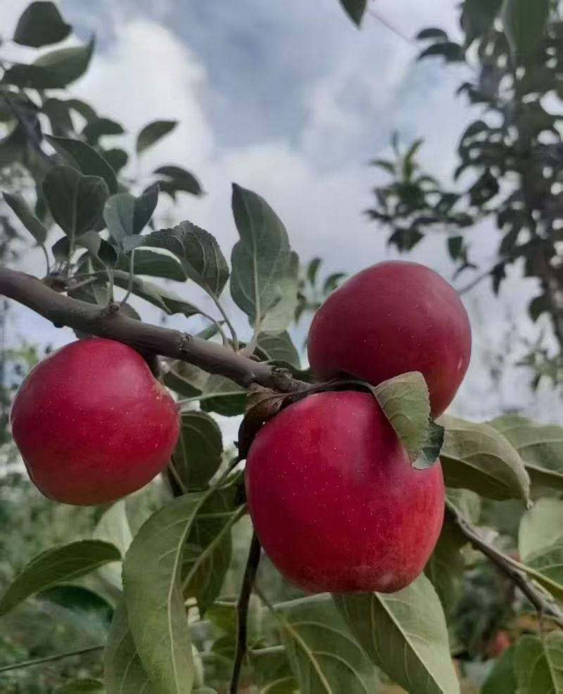 正宗昭通红露苹果🍎！“高原苹果🍎：脆到掉渣，甜到心