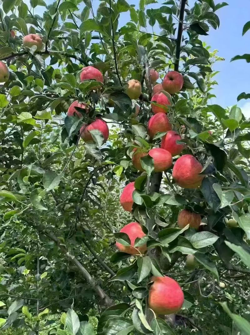 正宗昭通红露苹果🍎！“高原苹果🍎：脆到掉渣，甜到心