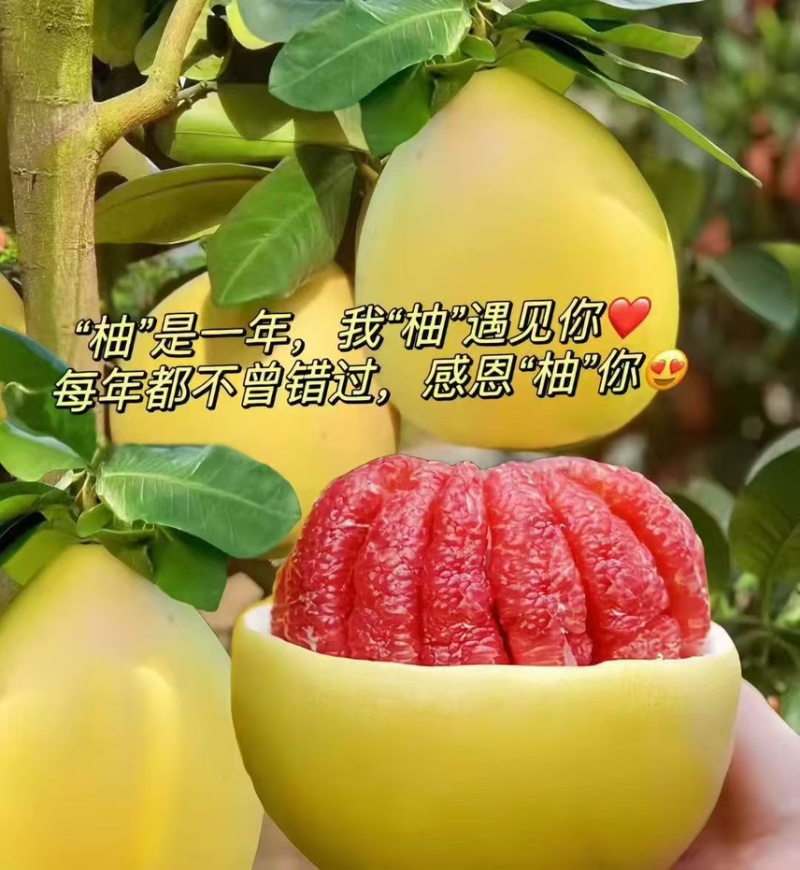 【推荐】梅县红心蜜柚皮薄多汁产地直供一件代发
