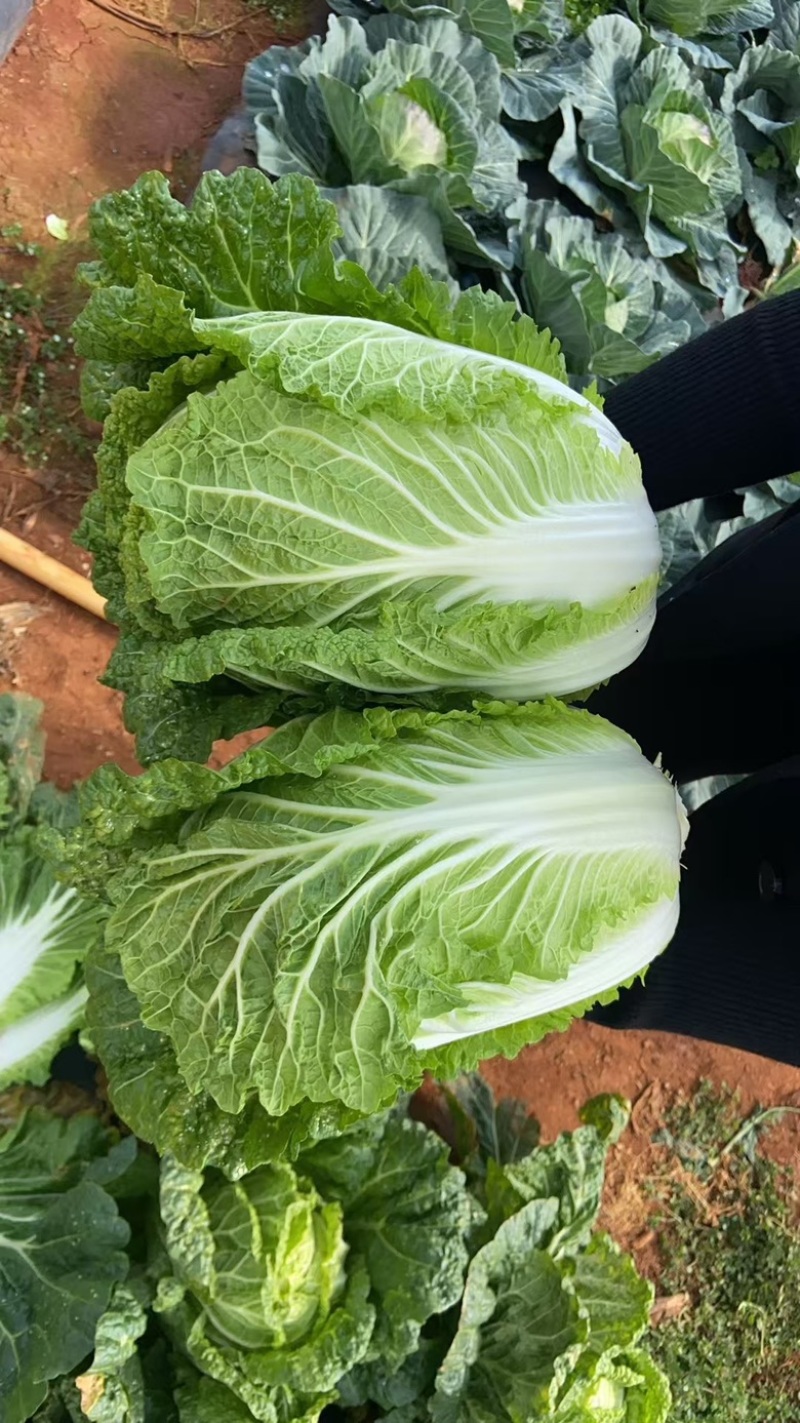 大白菜苗抗肿根病，高产根系发达成活率高抗病力强