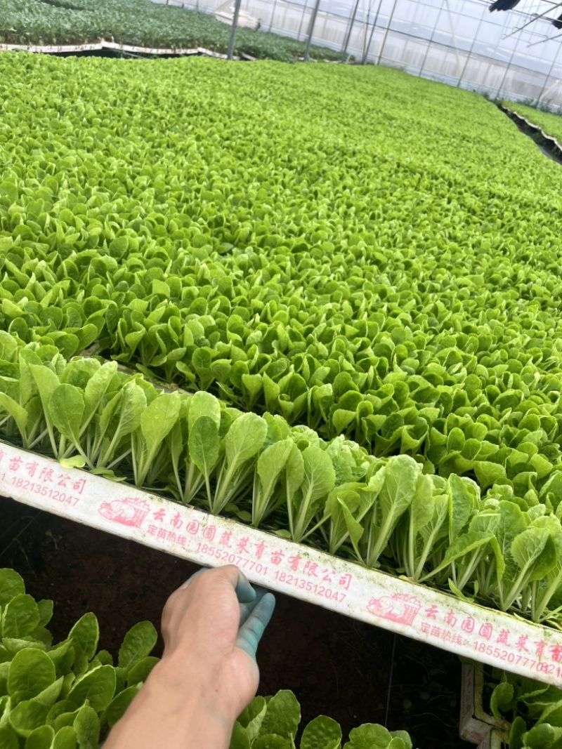 大白菜苗抗肿根病，高产根系发达成活率高抗病力强