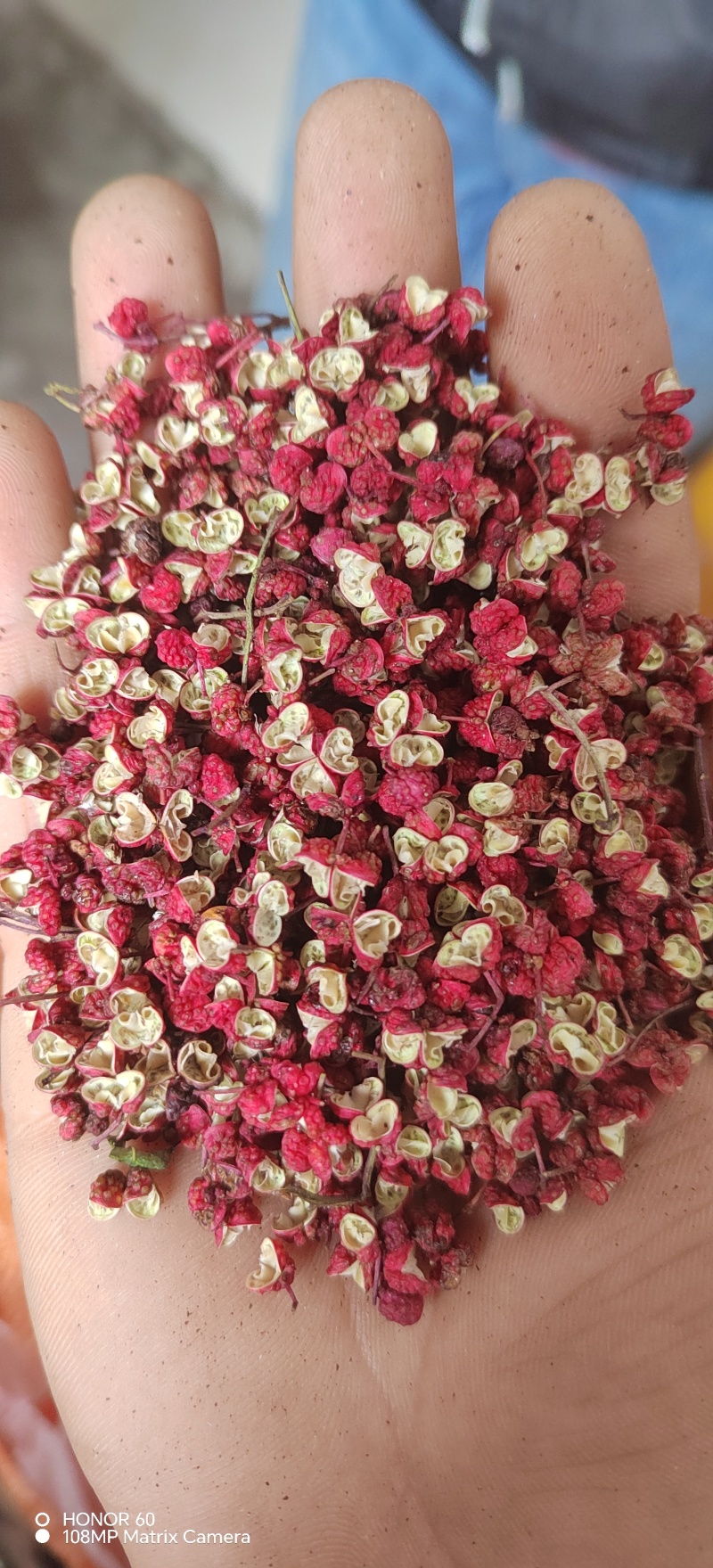 正宗文县花椒，需要的老板赶紧下单