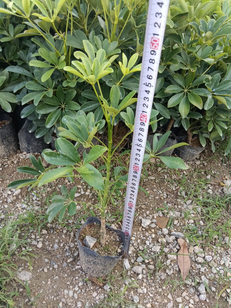 鸭脚木/揺钱树