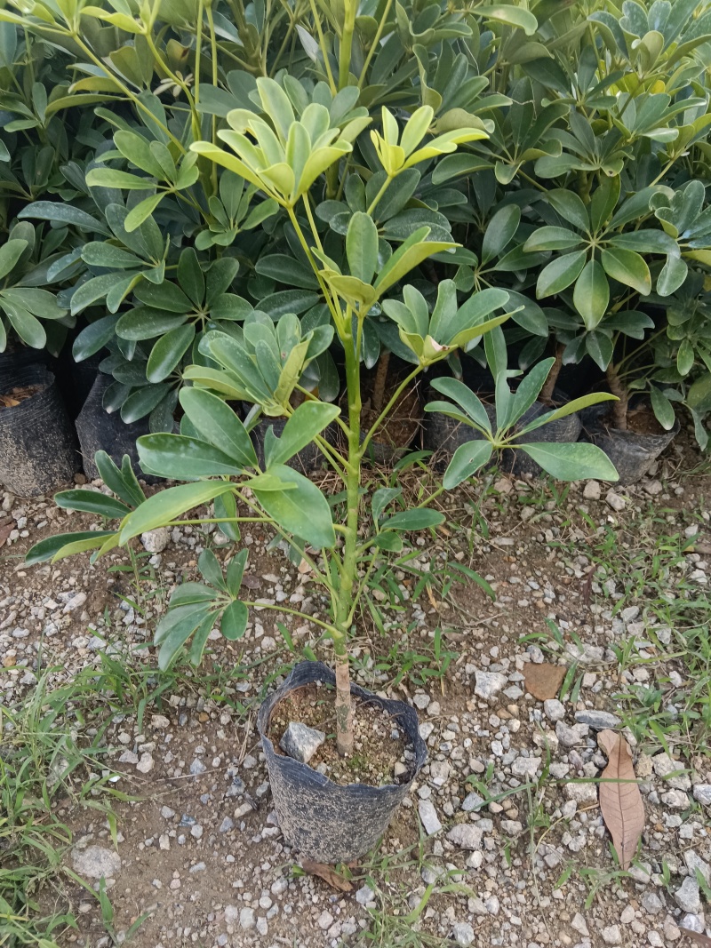 鸭脚木/揺钱树