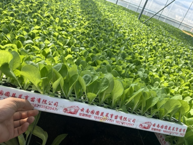 大白菜苗抗肿根病，高产根系发达成活率高抗病力强