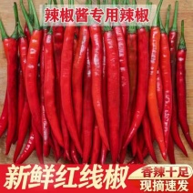 红线椒3号线椒8号红泡椒红辣椒产地看货论价