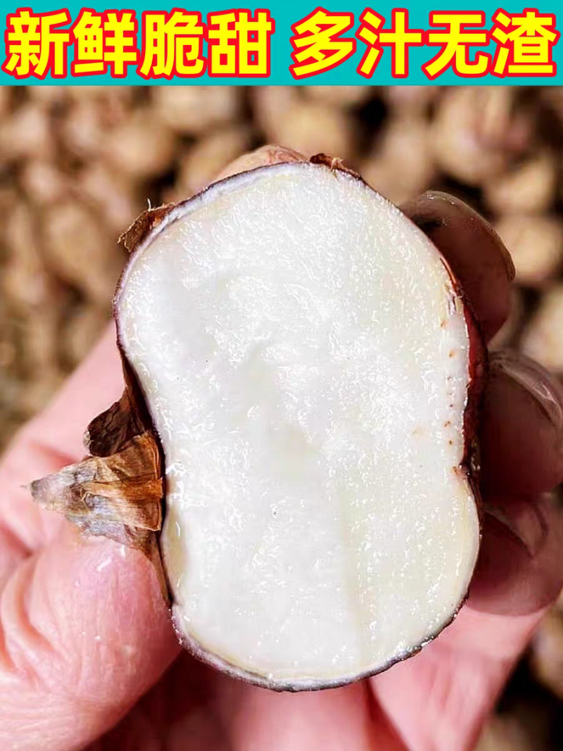 《马蹄》广西马蹄/毛马蹄/珍珠马蹄/大量有货价格商议