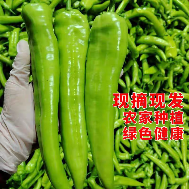 辣椒尖椒红泡椒红辣椒大红袍红线椒红椒欢迎订购