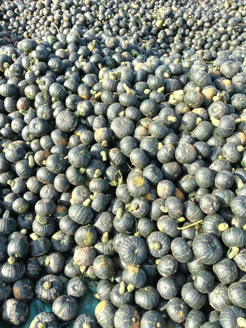 贝贝蜜瓜