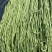 新翠热浪豇豆种子翠绿色肉厚长豆角种子春秋季翠绿条长豇豆种