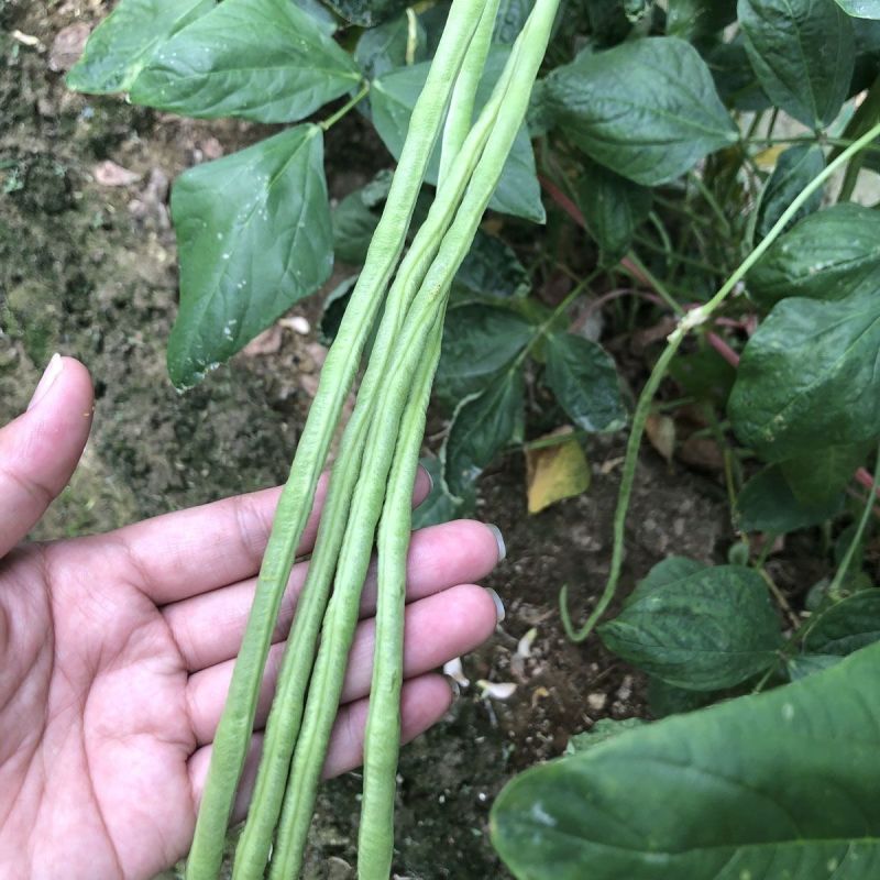 新翠热浪豇豆种子翠绿色肉厚长豆角种子春秋季翠绿条长豇豆种