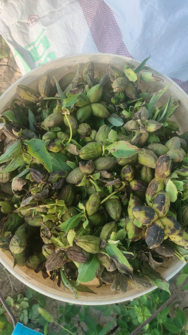 白芍牙