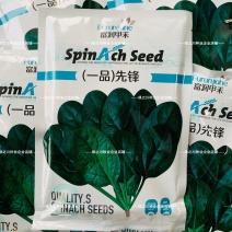 一品先锋菠菜种子叶肉厚颜色深耐抽薹抗病春秋大叶菠菜种籽