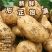 《大西洋土豆》河北基地直发对接商超电商团购一条龙服务