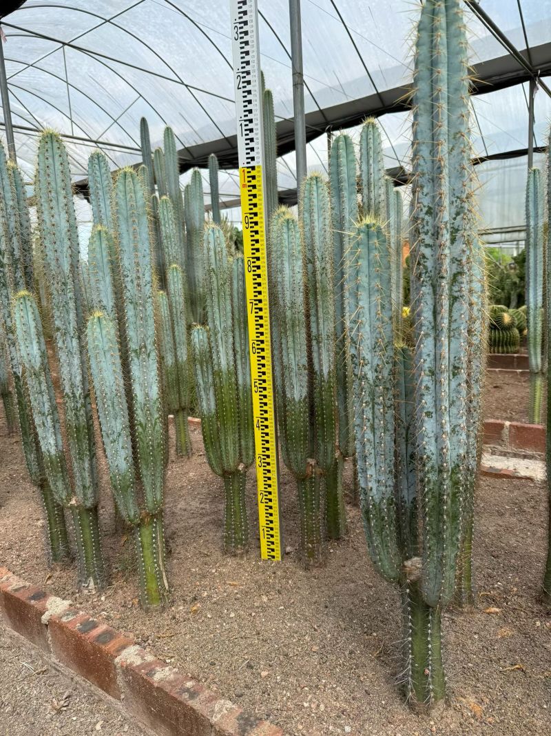 质量保证沙漠植物蓝柱有量批发