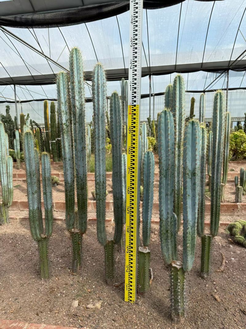 质量保证沙漠植物蓝柱有量批发