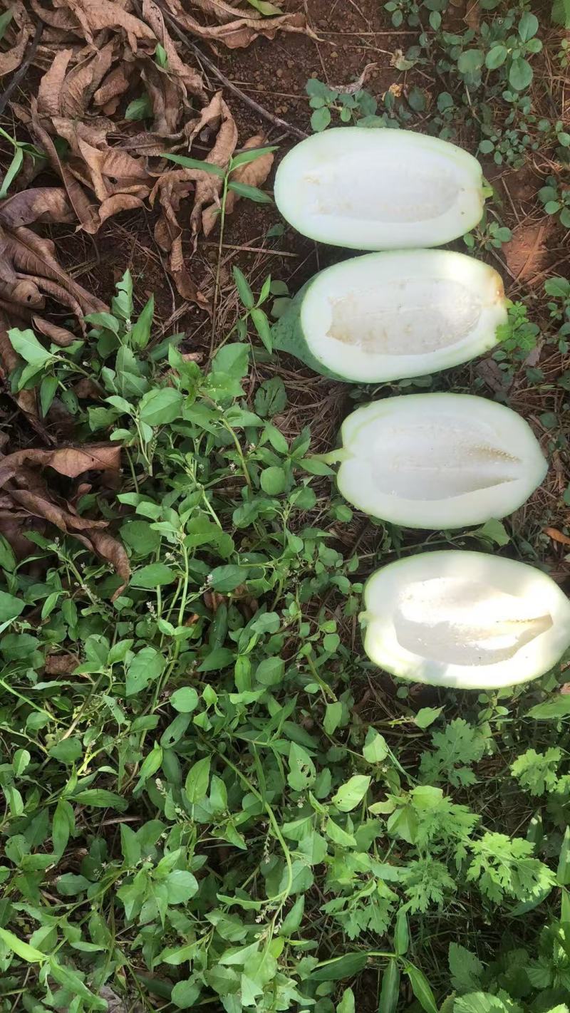 湛江红土木瓜