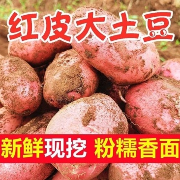 《雪川红土豆》河北基地直发保质保量对接全国一条龙服务