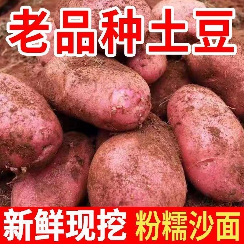 《雪川红土豆》河北基地直发保质保量对接全国一条龙服务