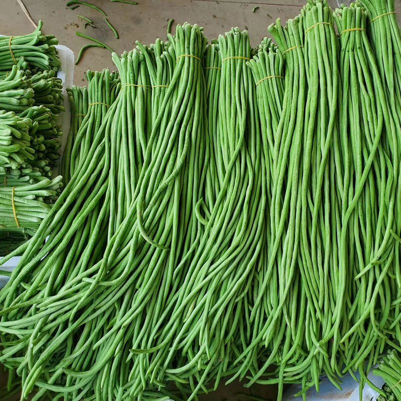 豇大侠长豇豆种子早中熟白花春秋播种长豆角种籽厚肉顺直蔬菜