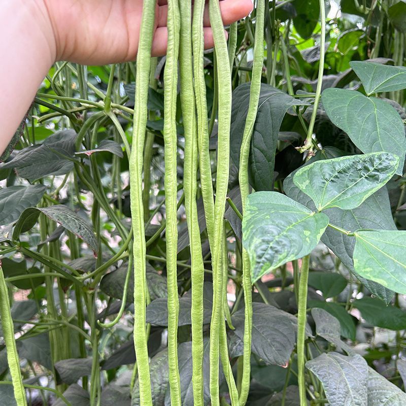 豇大侠长豇豆种子早中熟白花春秋播种长豆角种籽厚肉顺直蔬菜