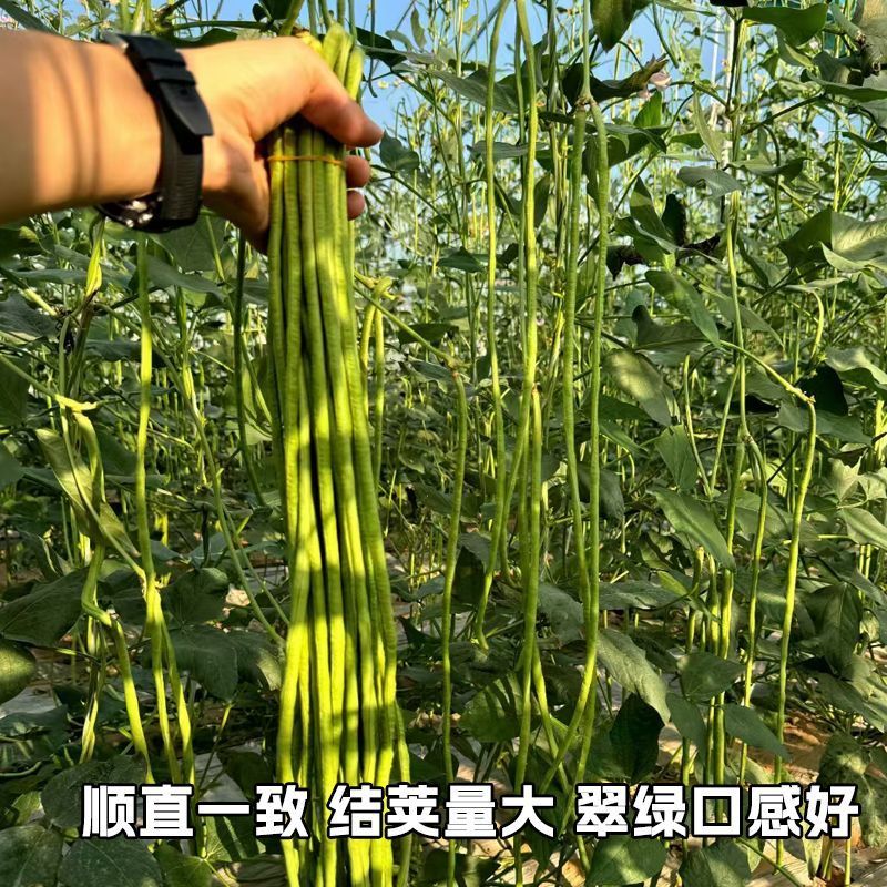 豇大侠长豇豆种子早中熟白花春秋播种长豆角种籽厚肉顺直蔬菜
