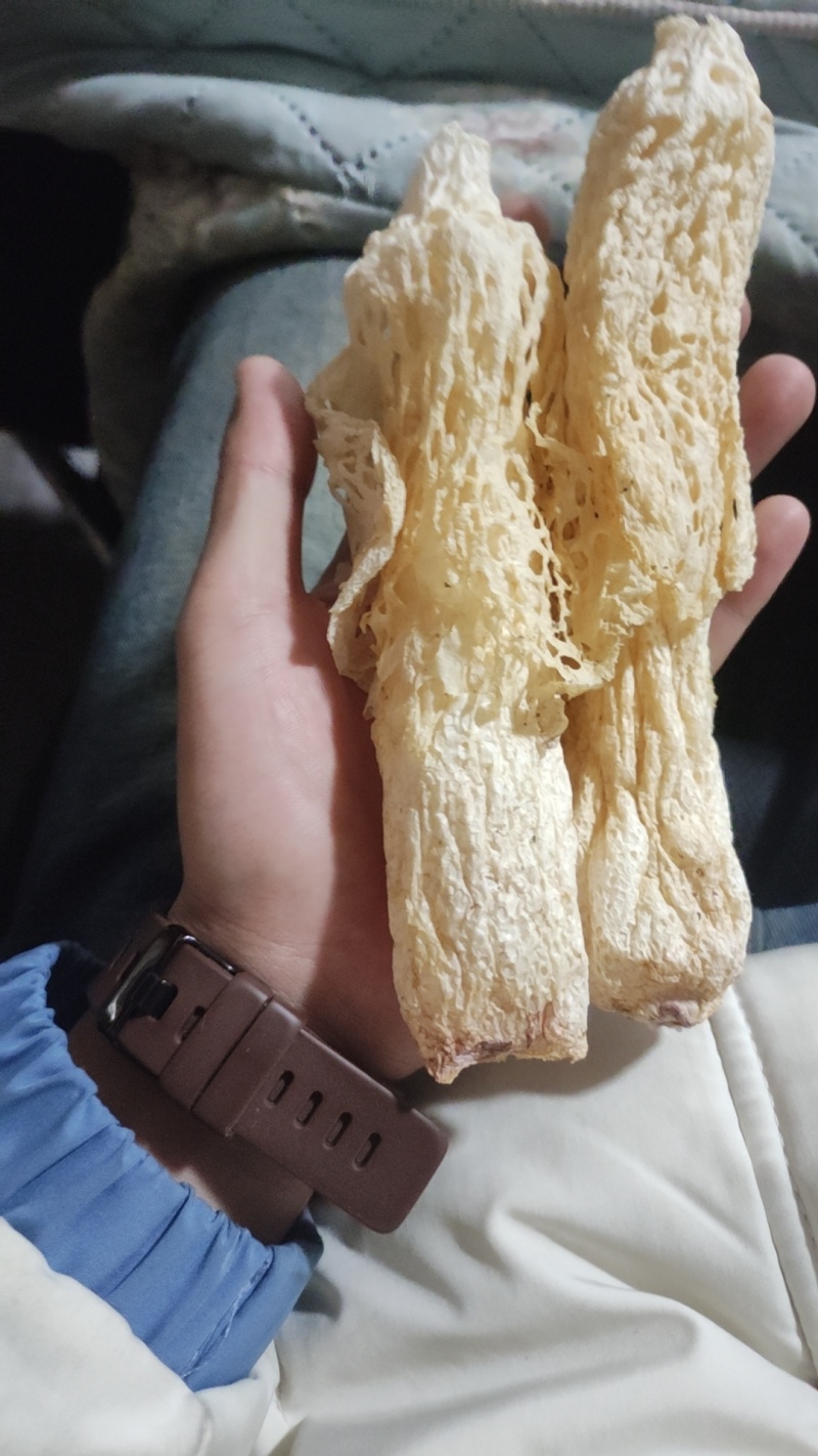 红托竹荪