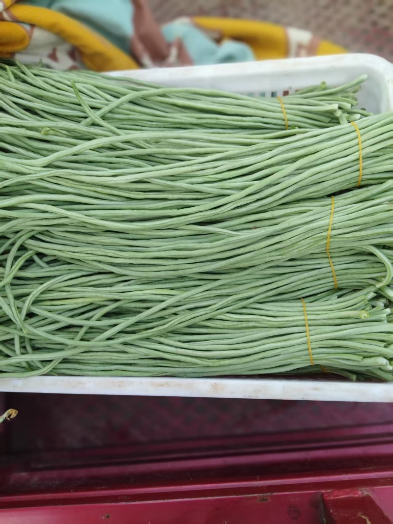 精品长豆角青，一手货源，保质保量，诚信经营，可视频看货