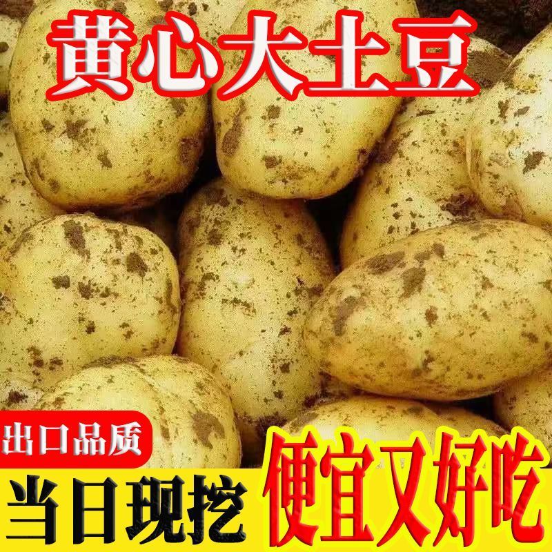 荷兰十五土豆河北基地直发保质保量对接商超团购供应链