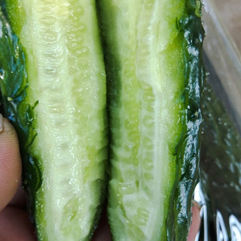 河南精品密刺黄瓜，全国发货，量大从优，可对接电商批发市场