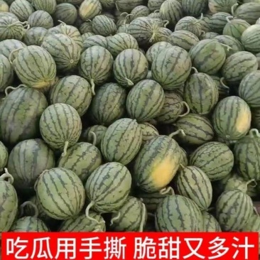 小糖丸西瓜精品小西瓜，品质保证，量大从优，可视频看货