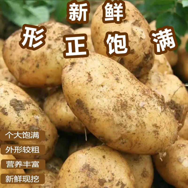 《ev土豆》河北基地直发保质保量一条龙服务量大从优
