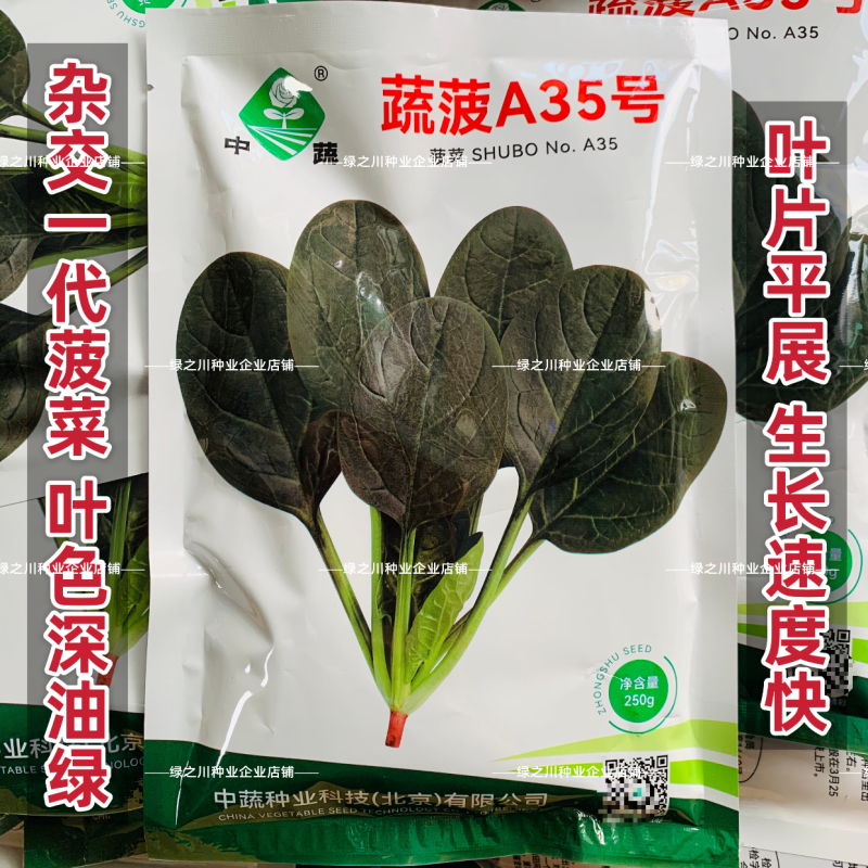 中蔬蔬菠A35菠菜种子高产杂交抗病一代耐寒叶片直立深油绿