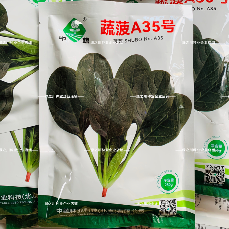 中蔬蔬菠A35菠菜种子高产杂交抗病一代耐寒叶片直立深油绿