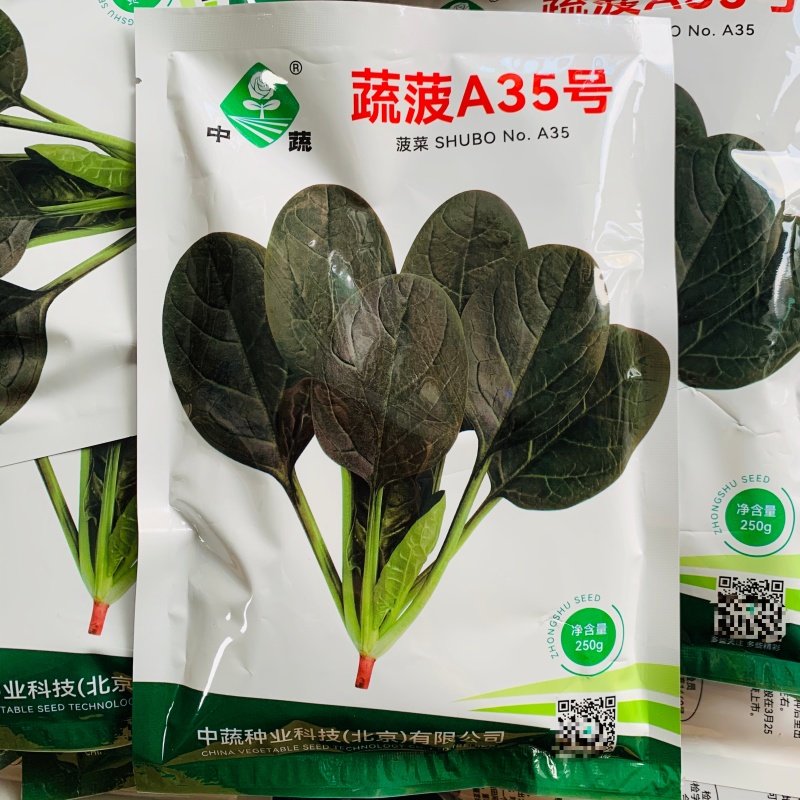 中蔬蔬菠A35菠菜种子高产杂交抗病一代耐寒叶片直立深油绿