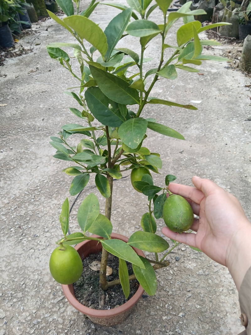 正宗的香水柠檬杯苗