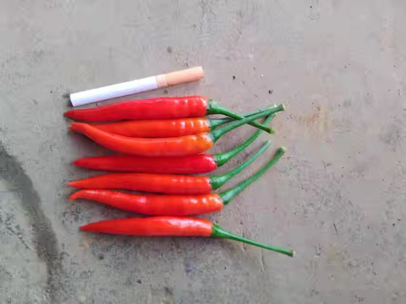贵州红小米椒