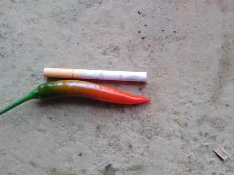 贵州红小米椒
