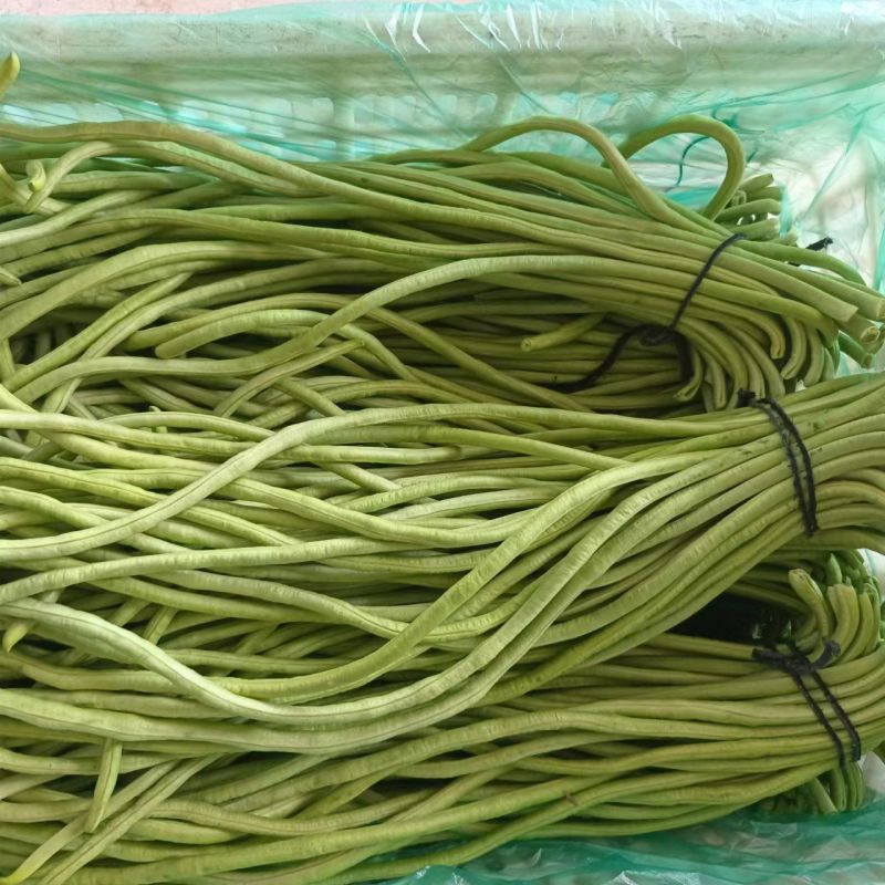 苏瑞隆喜100长豇豆种子早中熟油亮翠绿白籽厚肉豆角种籽春